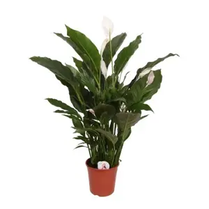 Spathiphyllum 'Sweet Sebastiano'
